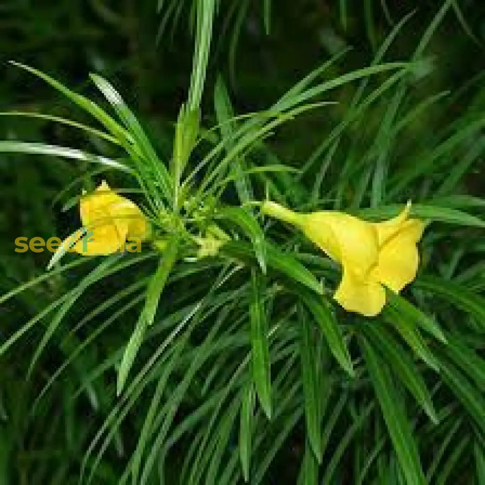 Non Gmo Thevetia Neriifolia Seeds