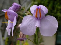 Non Gmo Utricularia Violet Seeds