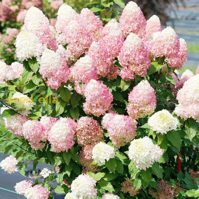 100 Pcs