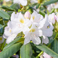 Non Gmo White Catawba Seeds