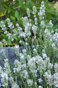 Non Gmo White Lavender Seeds