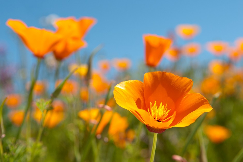 Non Gmo Yellow Eschscholzia Seeds