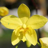 Non Gmo Yellow Orchid Seeds