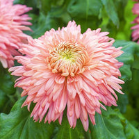 Non Gmo Yellow Pink Chrysanthemum Seeds