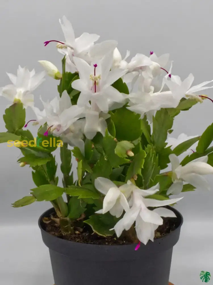 Non Gmo Zygocactus Seeds