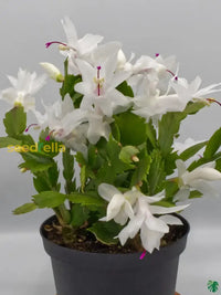 Non Gmo Zygocactus Seeds