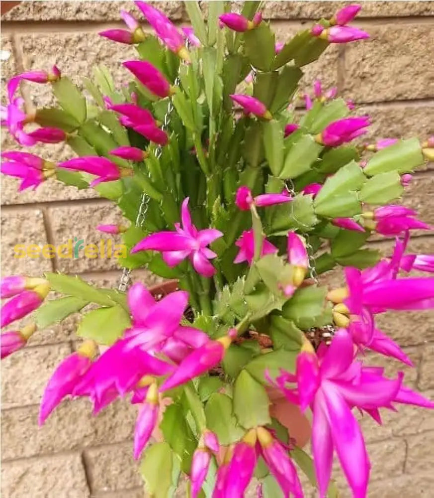 Non Gmo Zygocactus Truncatus Seeds