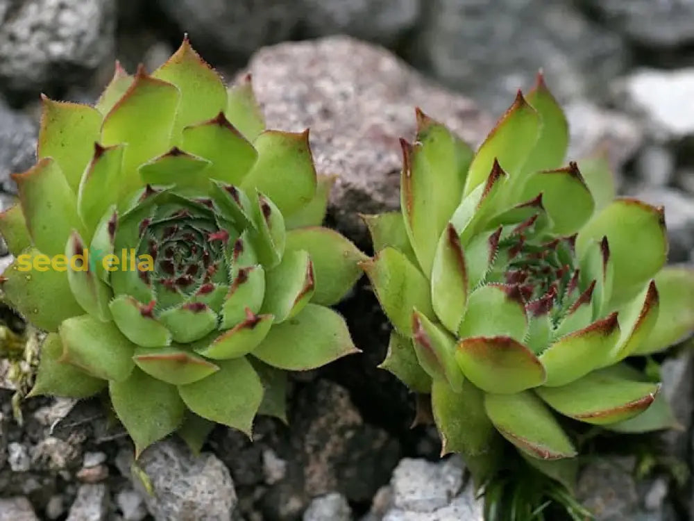 non-gmo-sempervivum-seeds