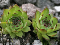 non-gmo-sempervivum-seeds