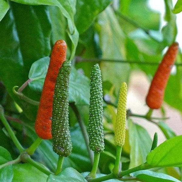 Longum Pepper Vegetable Seeds for Easy Planting