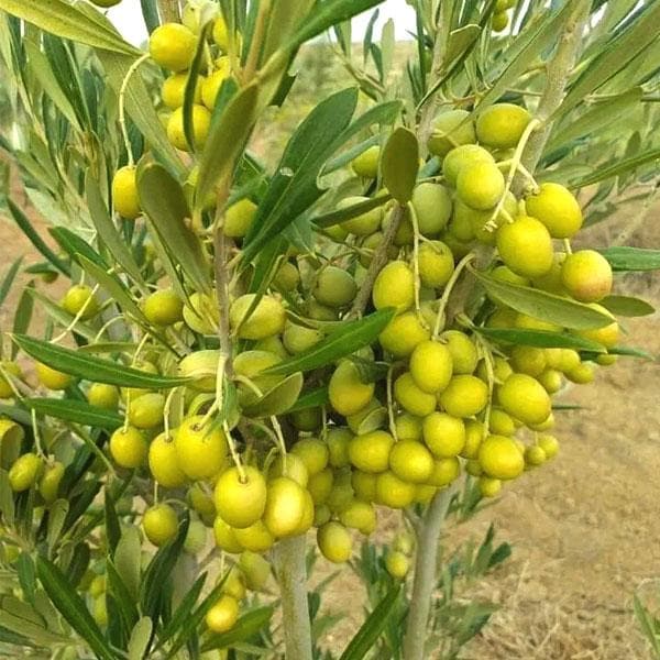 Olive Tree Planting Seeds for Home Gardens
