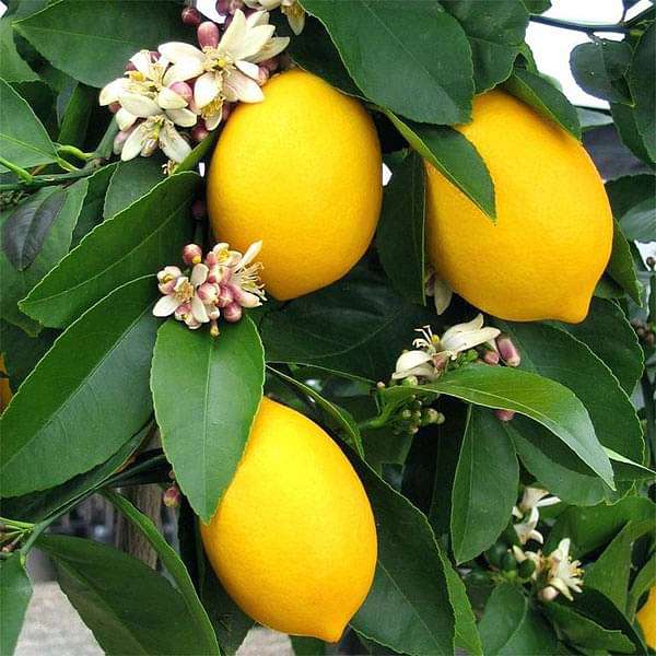 Lemon Seeds for Planting - Yellow Fruit Variety