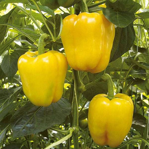 Yellow Pepper Seeds for Vegetable Planting