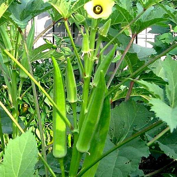 Okra Vegetable Seeds for Easy Planting