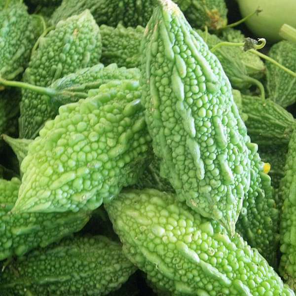 Bitter Gourd Vegetable Seeds for Your Garden
