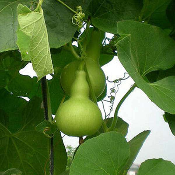 Round Bottle Gourd Vegetable Planting Seeds