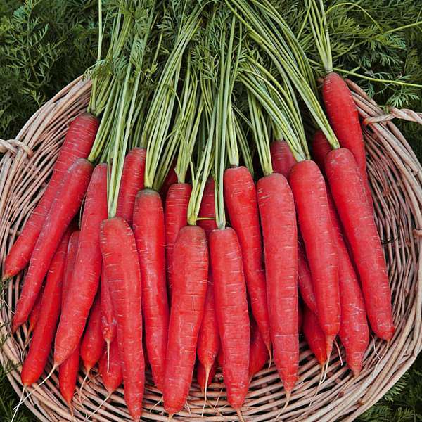 Red Carrot Vegetable Seeds for Planting