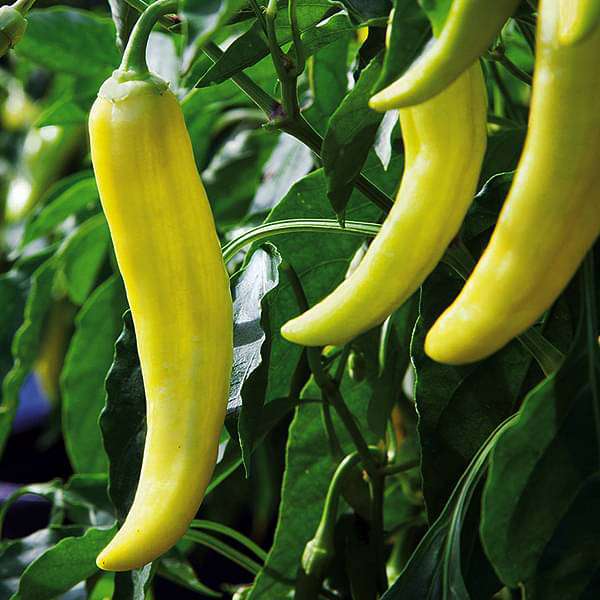 Yellow Pepper Vegetable Seeds for Planting