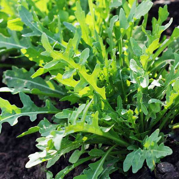 Arugula Seeds for Planting