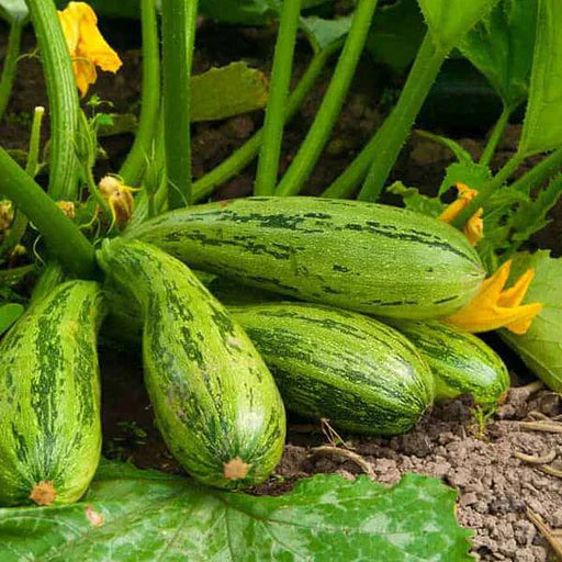 Squash Vegetable Seeds for Planting