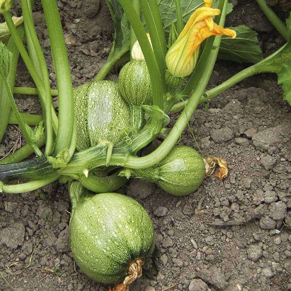 Green Ronde de Vegetable Seeds for Easy Planting