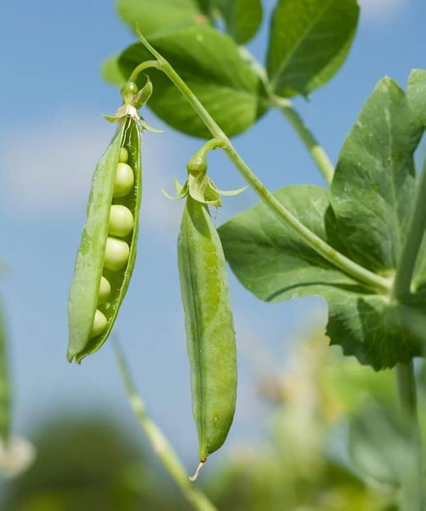 Nutritious Pea vegetable seeds for planting in home gardens