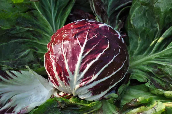 Burgundy Radicchio Planting Seeds - Grow Your Own