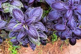 Ocimum Basilicum Seeds Germinating in Soil