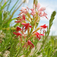 Oenothera Suffrutescens Seeds for Vibrant Garden Planting