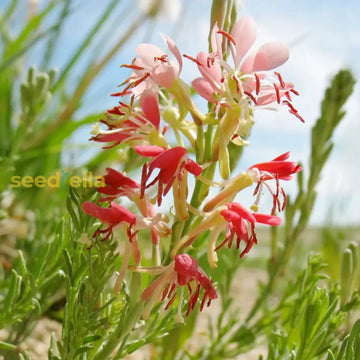 Oenothera Suffrutescens Seeds for Vibrant Garden Planting