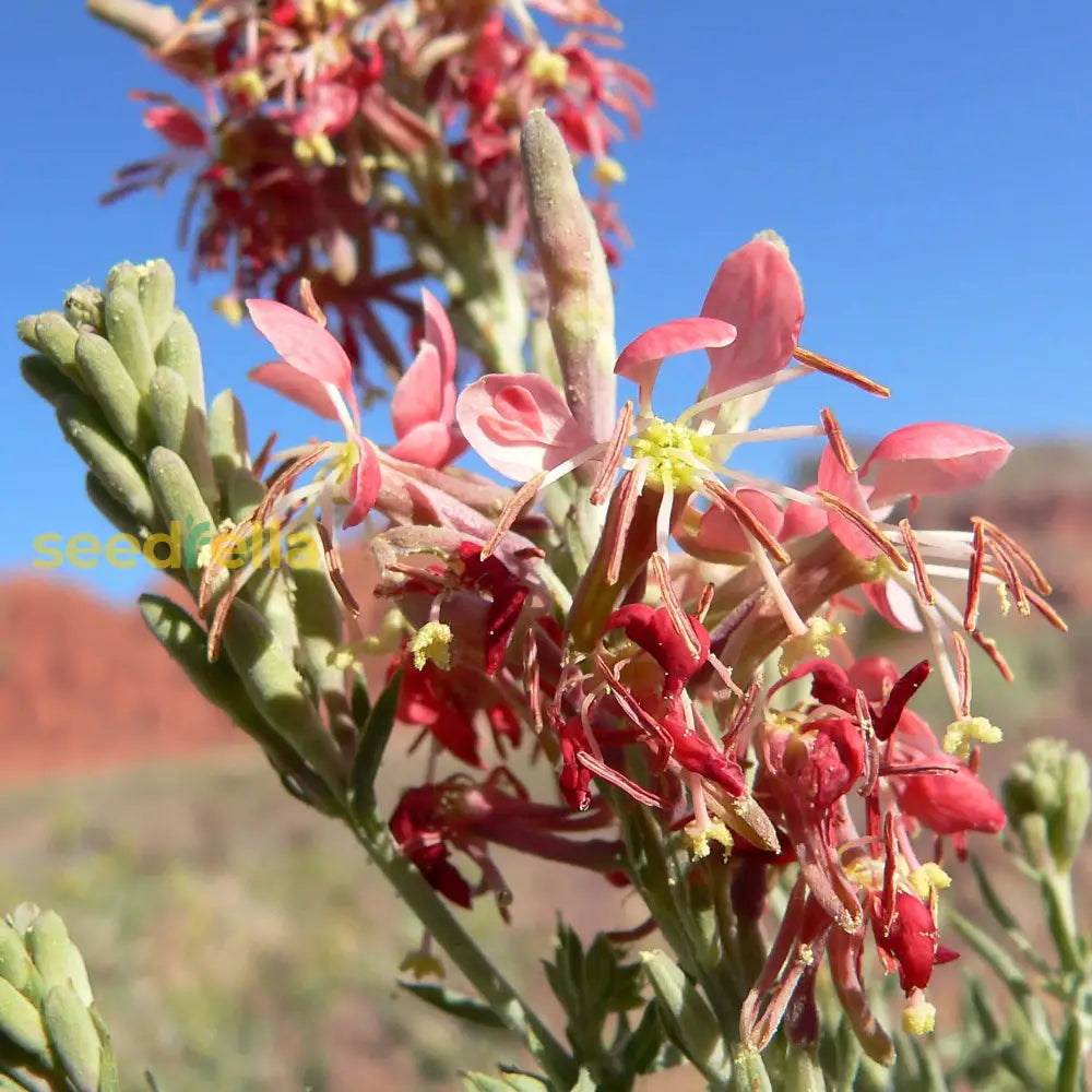 Oenothera Suffrutescens Seeds for Vibrant Garden Planting