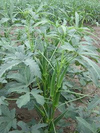 Okra plants thriving in backyard farm vegetable patch