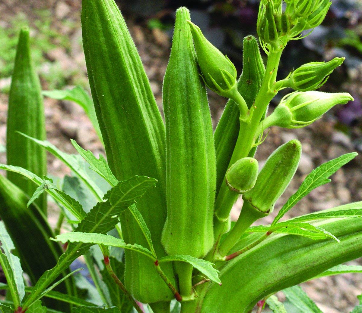 Okra Abelmoschus esculentus seeds for planting