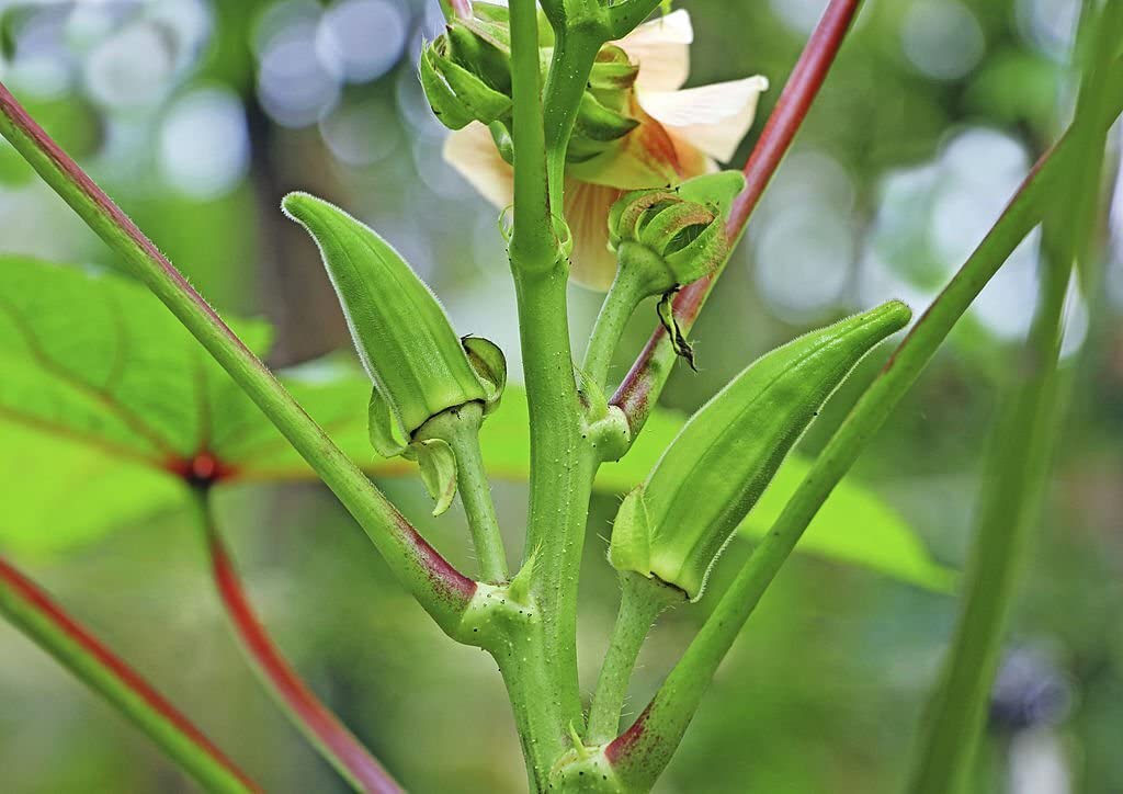 Okra plants grown from high quality seeds