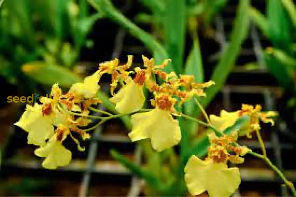 Oncidium Orchid Flower Seeds - Expert Planting Tips For Vibrant Blooms