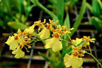 Oncidium Orchid Flower Seeds - Expert Planting Tips For Vibrant Blooms