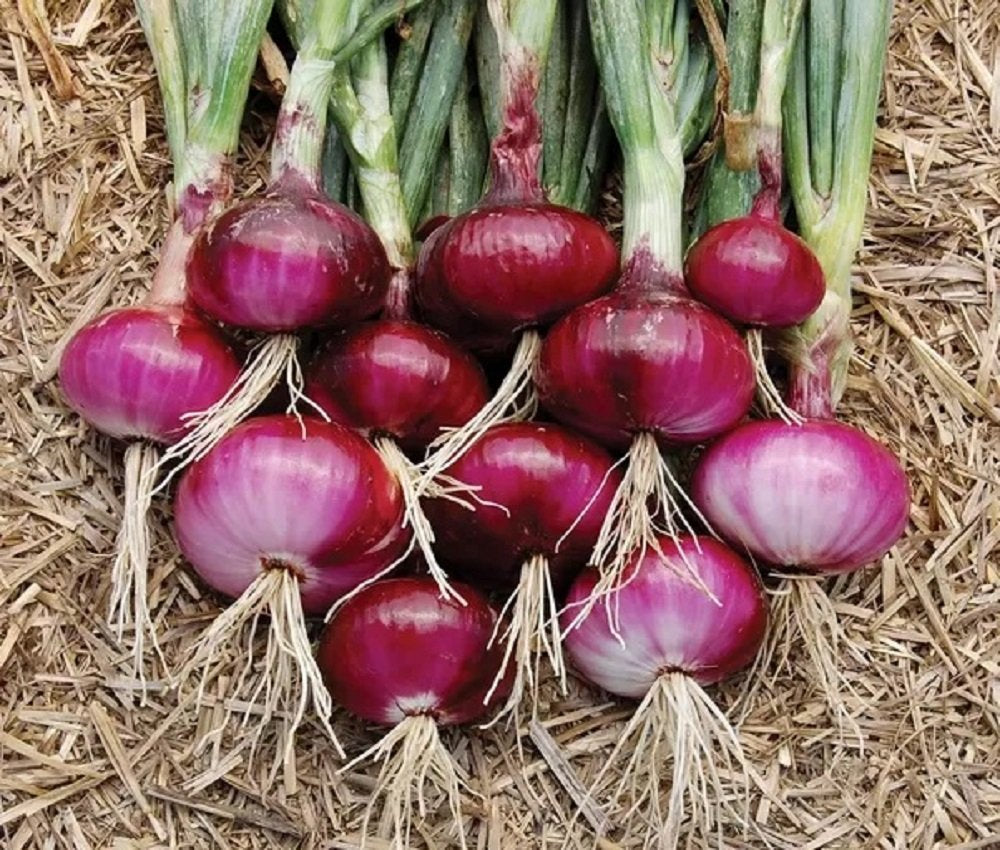 Onion seeds for home garden and raised bed