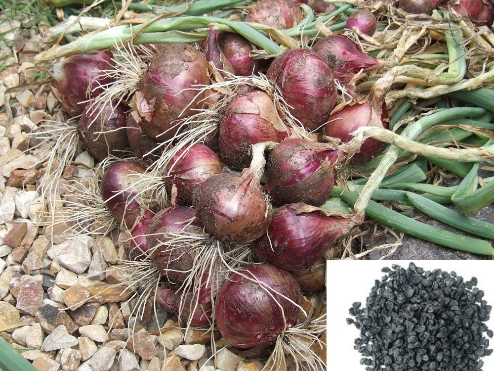 Onion seeds for planting non GMO high yield variety