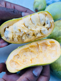 Pawpaw Fruit Seeds for Planting  Grow Exotic Tropical Fruit at Home