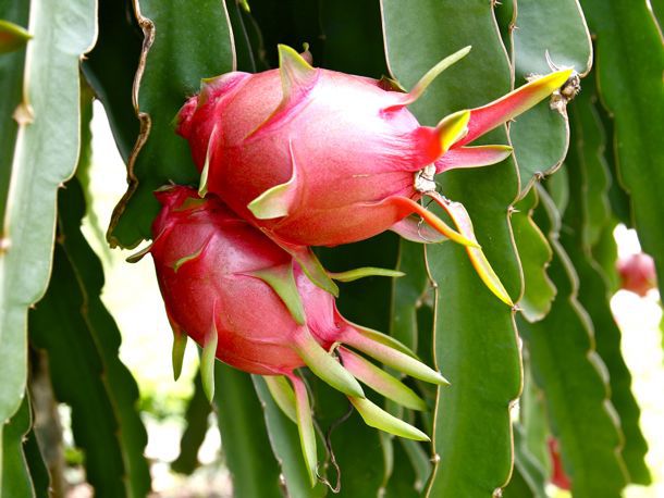 Red Pitaya Fruit Seeds for Easy Planting