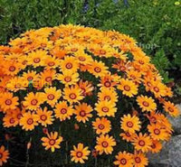 Orange Anthemoides Flower Seeds For Planting - Vibrant Annual Blooms Your Garden