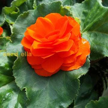 Orange Begonia Flower Seeds