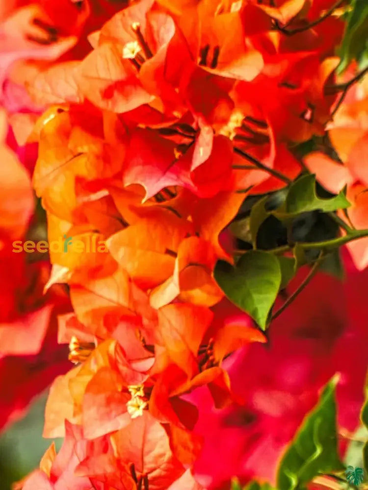 Orange Bougainvillea flowering seeds for gardens