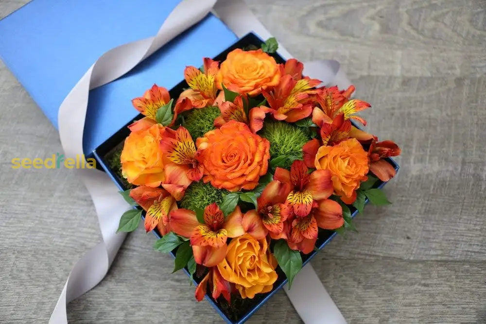 Vibrant orange eustoma seeds for planting