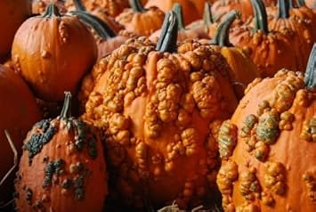 Orange Knucklehead Pumpkin seeds for planting non GMO