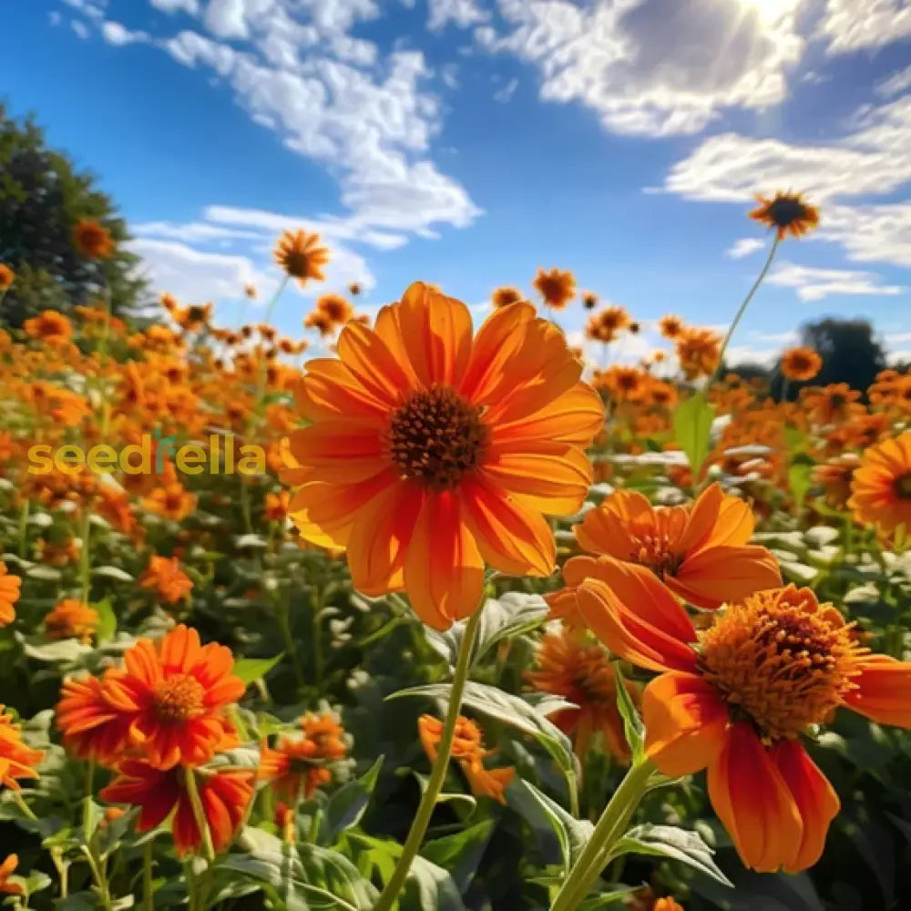 Orange Mexican Sunflower Planting Seeds - Bold Blooms Flower