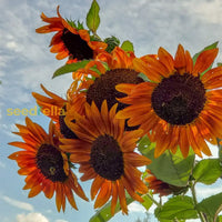 Orange mini sunflower seeds for planting