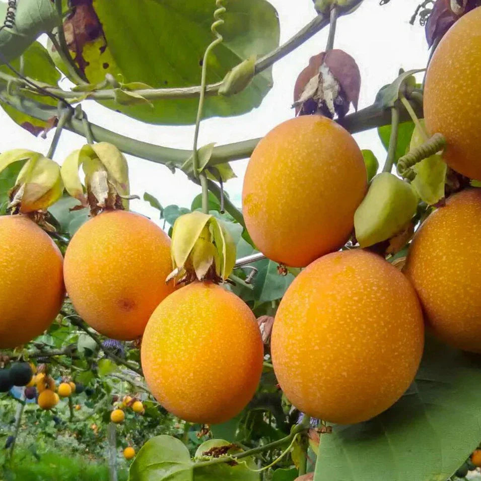 Orange passion fruit seeds for planting Passiflora edulis tropical vines