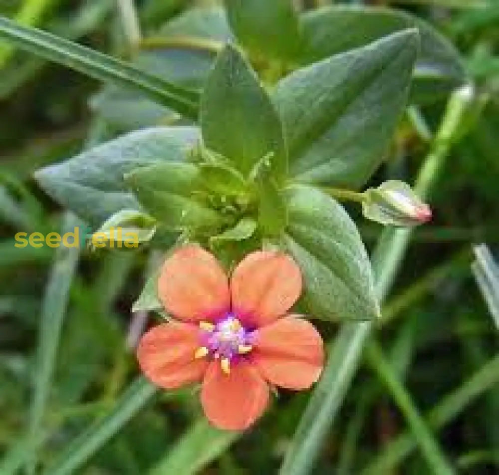 Orange Pimpernel Scarlet Flower Seeds For Planting  Bright Annual Blooms