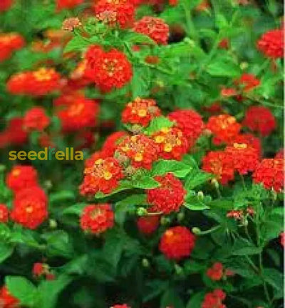 100 Pcs